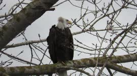 Bald eagle at Iona