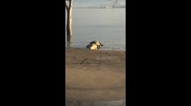 Crocodile with tyre around neck safe after tsunami in Palu, Indonesia