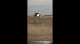 Crocodile with tyre around NECK safe after tsunami in Palu, Indonesia