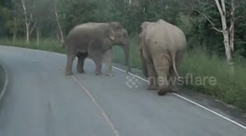 Male Elephants Confrontation On Road