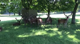 Christmas reindeer relaxing under a tree