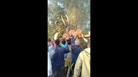 Elephant killed while crossing railway line fence in India