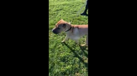 This sharpai is living his best life