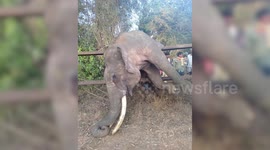 Longer Version: Stuck on fencing for hours, elephant dies a horrible death in India