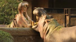 Bad neighbours! Hippo is joined enclosures get into tusk war at Indian zoo