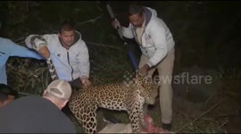 WATCH – Leopard Tranquilized and rescued in Western India