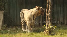 White Tiger Making Funny Face and Hang Tongue in air