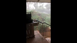 Near miss for family when storm fells huge tree in Sydney, Australia