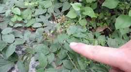 Mimosa Pudica sensitive plant fast reaction