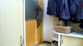 smart cat knows how to open the door