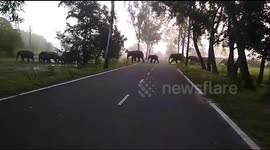 Watch Video: 120 elephants rampage through Mayurbhanj district; destroy houses, crops