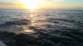 Stunning setting with dolphins chasing boat in the sunrise