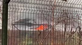 Flames tear through Chester Zoo's Monsoon Forest
