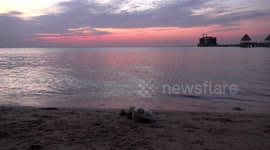 A puppy relaxing in a hat on a beach just after sunset.