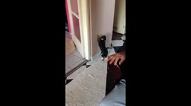 Funny animals