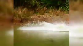 Live Video captured of Tigress Sonam hunt calf  in Tadoba, captured in the camera of the Tourist in India