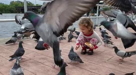 Adorable Kid Feeds Flock of Pigeons (Part 2)