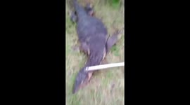 Monitor lizard rescued from railings in Thailand