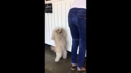 Cute pet poodle wants attention