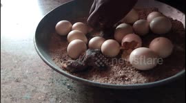 Wow .. welcome chick.. see this modern world..!
