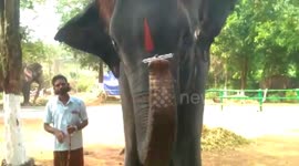 Elephant playing mouth organ will melt your heart In India