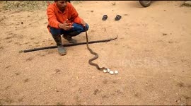 Greedy cobra spits out four eggs after falling sick