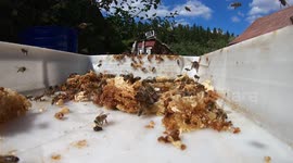 Of bees and honey
