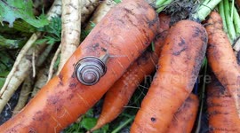 A snail slides across a carrot.