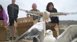 Hart Warming Moment When Rescued Sea Birds Are Released Back Into The Wild!