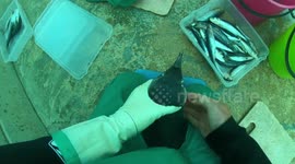 Its Feeding Time For The Penguins!