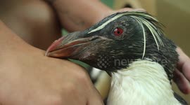 Adorable Penguin Pets Human!