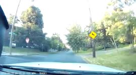 Deer hit my truck