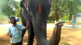 Elephant shows off harmonica-playing skills in India village