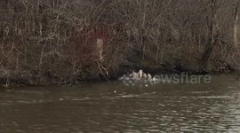 Goose Fight in The Water