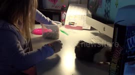 Guinea Pig