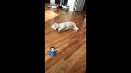 Dog Running in Her Sleep