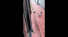 Leeds pigeon eats vomit