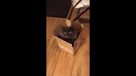 Big cat says small box is his home now
