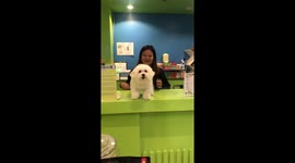 Wag that tail! Clingy Maltese puppy ecstatic to see his human