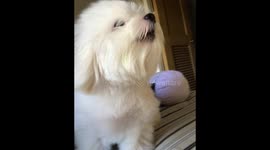 Cute Crying Puppy