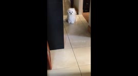 Winking Puppy