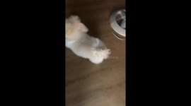 Skippity Hopping Dog