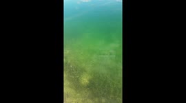 Parrotfish Swim into a Sea of Clouds