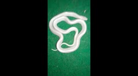 Albino snake caught by amateurs turns out to be a deadly krait
