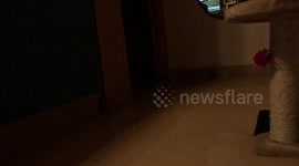 Cat - chinchilla - running like a lion