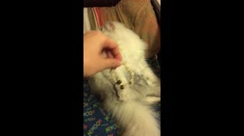 Cats - chinchilla