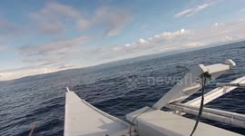 Dolphins in Bohol