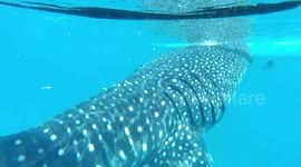 Philippines - Bohol - whale shark