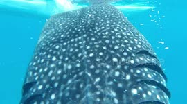 Philippines - Bohol -whale shark