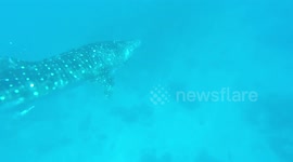 Philippines - Bohol - whale shark
